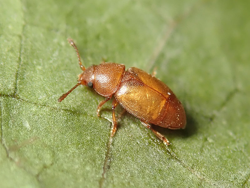 Chrysomelidae? No, Kateretidae, Kateretes pusillus, maschio